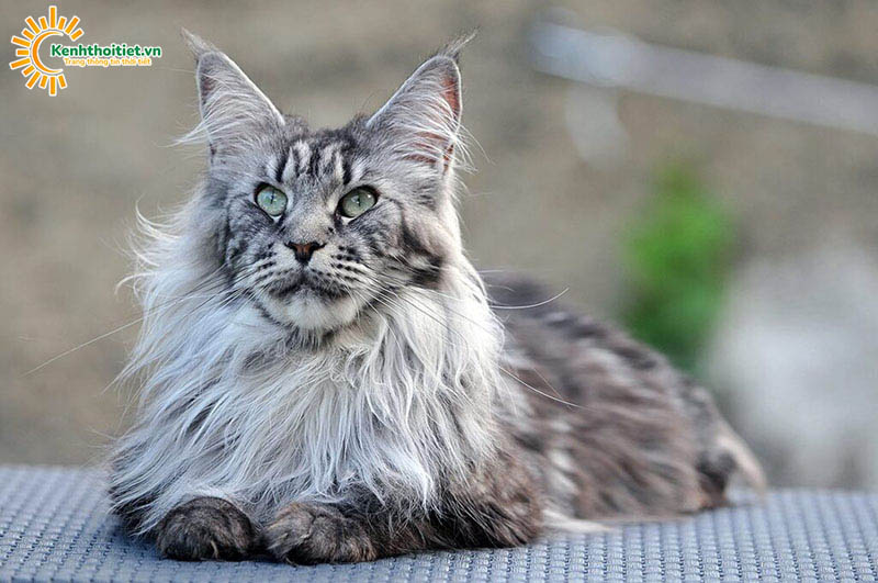 mèo maine coon Bắc mỹ