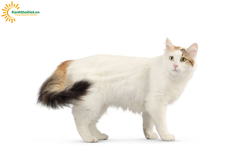 Mèo Turkish Van Thổ Nhỉ Kỳ