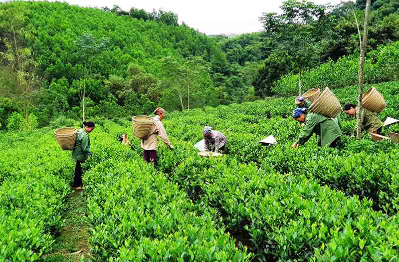 huyện bạch thông