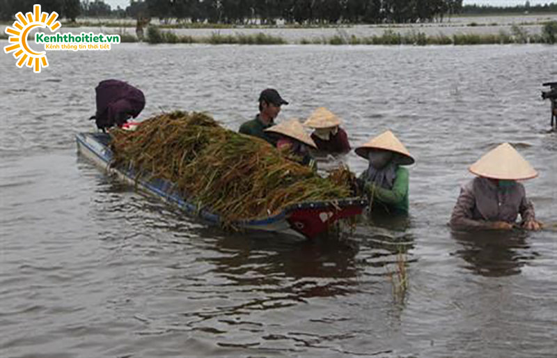 Lũ lụt ở Long An